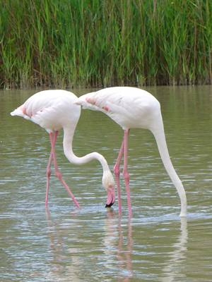 77_zwei_flamingos.jpg